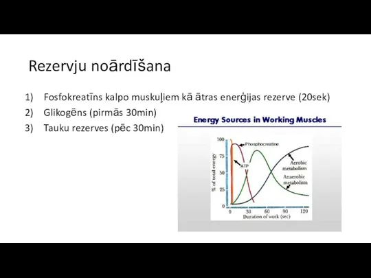 Rezervju noārdīšana Fosfokreatīns kalpo muskuļiem kā ātras enerģijas rezerve (20sek) Glikogēns