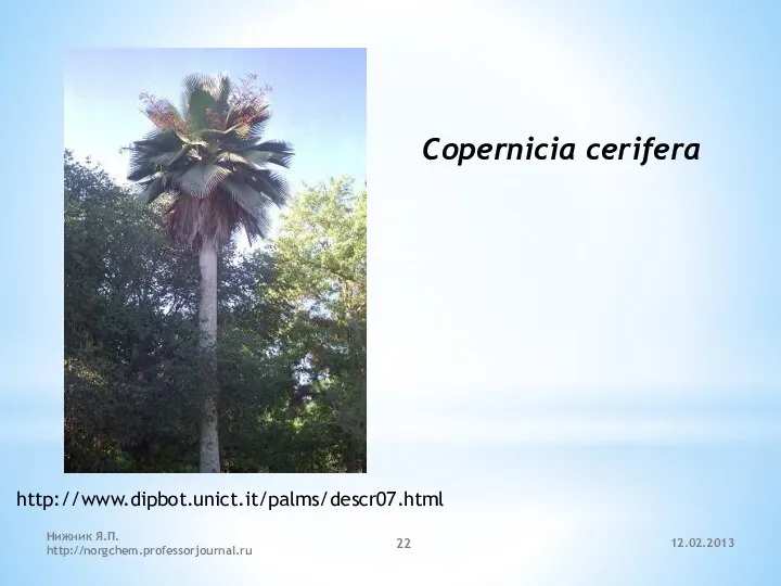 12.02.2013 Нижник Я.П. http://norgchem.professorjournal.ru Copernicia cerifera http://www.dipbot.unict.it/palms/descr07.html