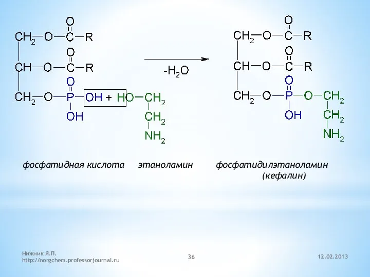 12.02.2013 Нижник Я.П. http://norgchem.professorjournal.ru фосфатидная кислота этаноламин фосфатидилэтаноламин (кефалин)