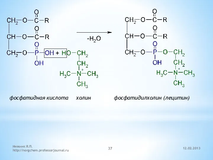 12.02.2013 Нижник Я.П. http://norgchem.professorjournal.ru фосфатидная кислота холин фосфатидилхолин (лецитин)