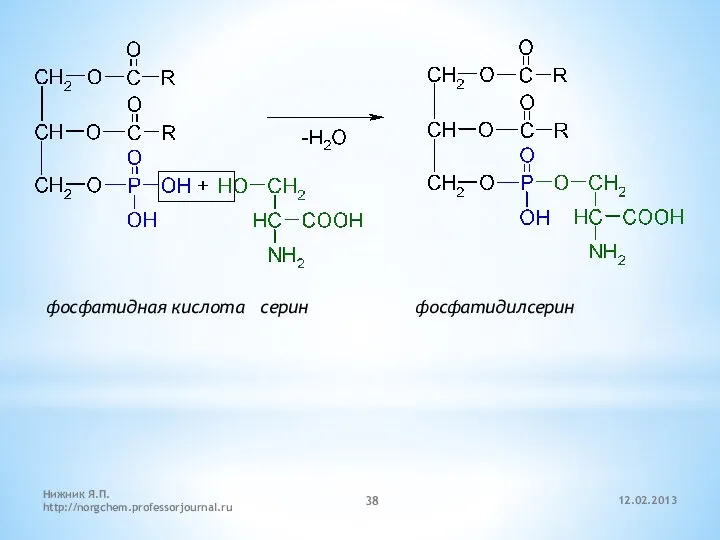 12.02.2013 Нижник Я.П. http://norgchem.professorjournal.ru фосфатидная кислота серин фосфатидилсерин