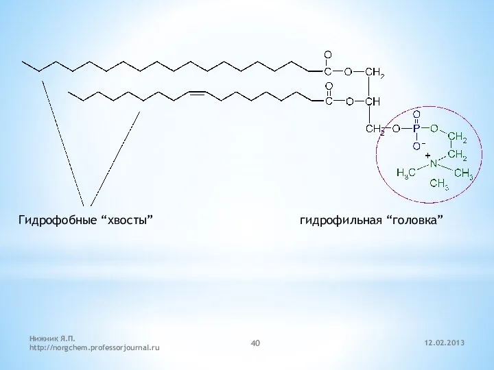 12.02.2013 Нижник Я.П. http://norgchem.professorjournal.ru Гидрофобные “хвосты” гидрофильная “головка”