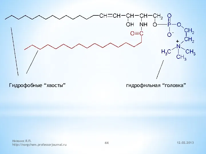 12.02.2013 Нижник Я.П. http://norgchem.professorjournal.ru Гидрофобные “хвосты” гидрофильная “головка”