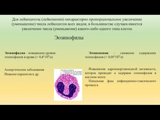 Для лейкоцитоза (лейкопении) нехарактерно пропорциональное увеличение (уменьшение) числа лейкоцитов всех видов;