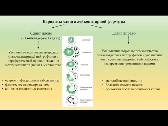 Варианты сдвига лейкоцитарной формулы Сдвиг влево Сдвиг вправо острые инфекционные заболевания;