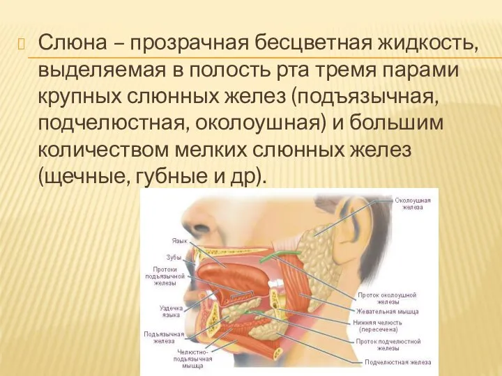 Слюна – прозрачная бесцветная жидкость, выделяемая в полость рта тремя парами