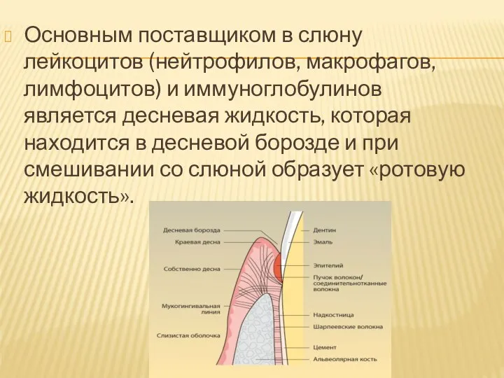 Основным поставщиком в слюну лейкоцитов (нейтрофилов, макрофагов, лимфоцитов) и иммуноглобулинов является