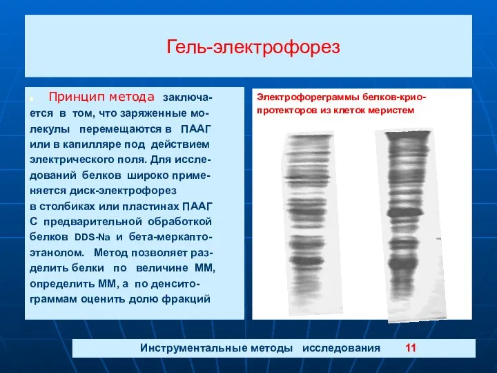 Гель-электрофорез Принцип метода заключа- ется в том, что заряженные мо- лекулы