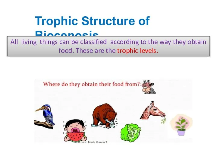 Trophic Structure of Biocenosis. All living things can be classified according