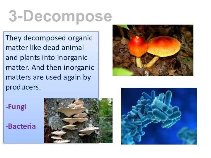 3-Decomposers They decomposed organic matter like dead animal and plants into