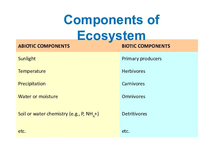 Components of Ecosystem