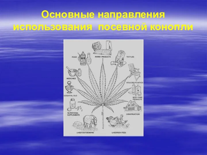 Основные направления использования посевной конопли