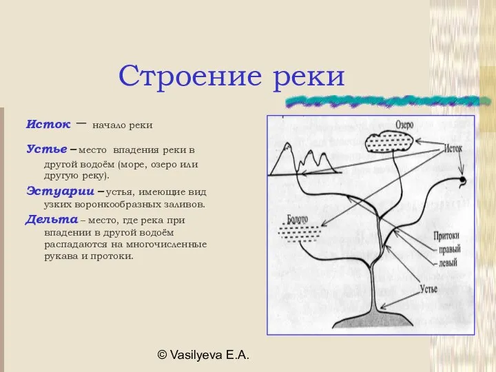 © Vasilyeva E.A. Строение реки Исток – начало реки Устье –