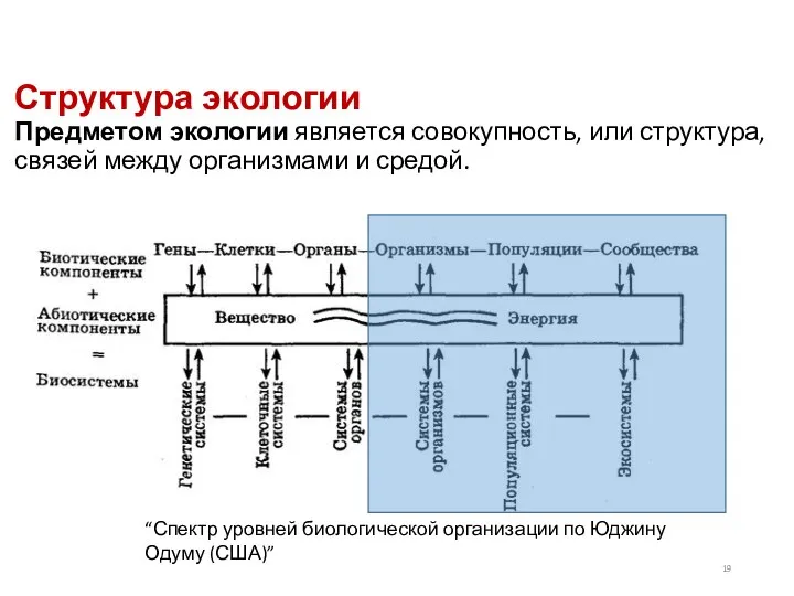 Структура экологии Предметом экологии является совокупность, или структура, связей между организмами