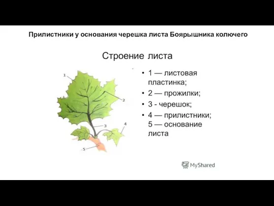 Прилистники у основания черешка листа Боярышника колючего