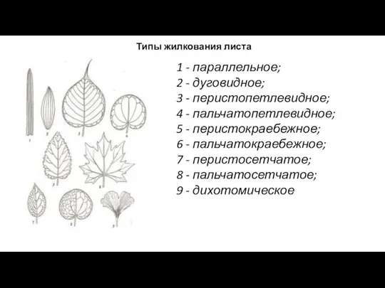 1 - параллельное; 2 - дуговидное; 3 - перистопетлевидное; 4 -