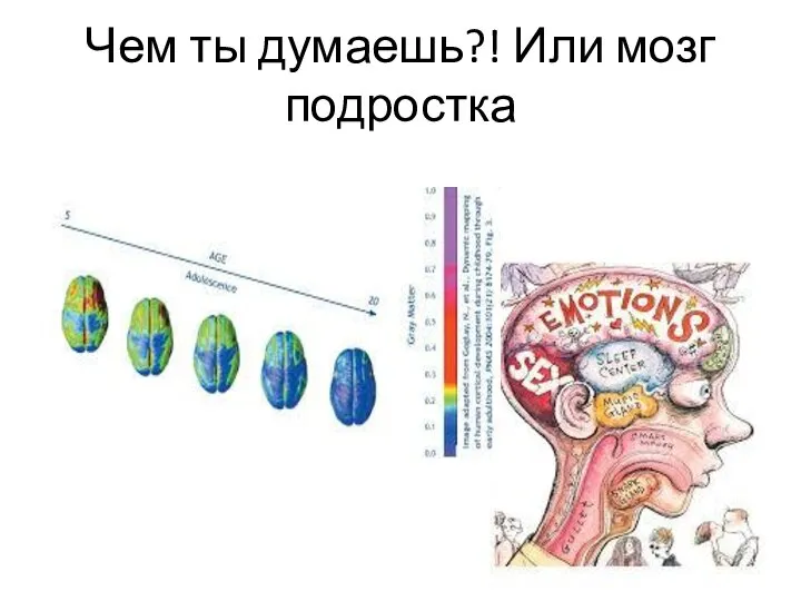 Чем ты думаешь?! Или мозг подростка