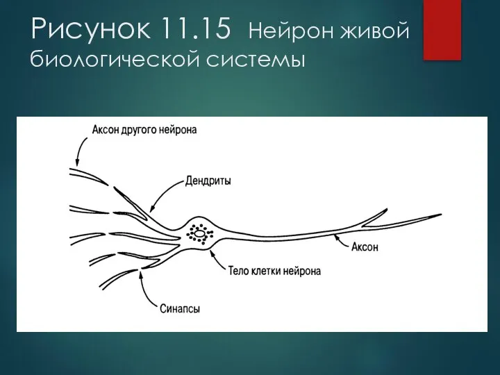 Рисунок 11.15 Нейрон живой биологической системы