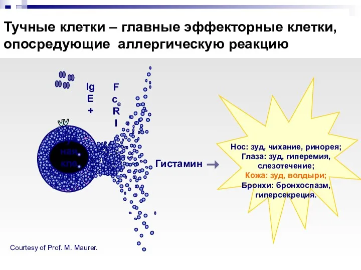 Тучные клетки – главные эффекторные клетки, опосредующие аллергическую реакцию Тучная клетка