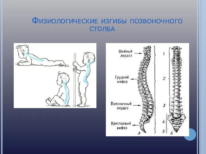 Физиологические изгибы позвоночного столба