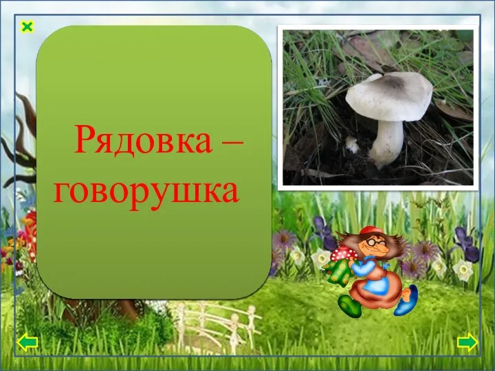 На ощупь верхняя часть гриба гладкая и шелковистая, после дождя может