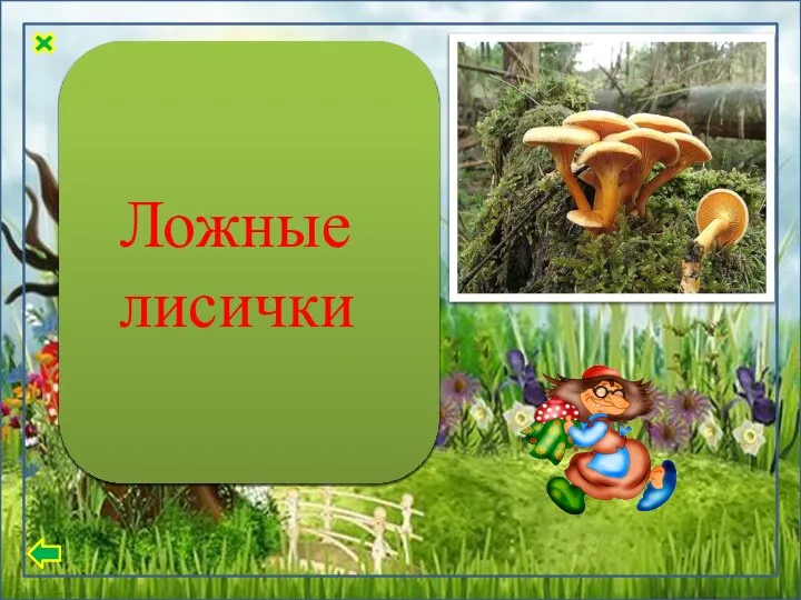 Шляпка внешне напоминает воронку. Ее цвет может быть оранжево - бурым,