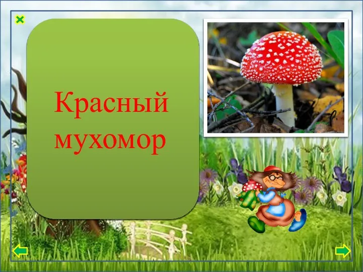 Шляпка мясистая, толстая, у некоторых представителей тонкая, иногда с бугорком. Шляпка