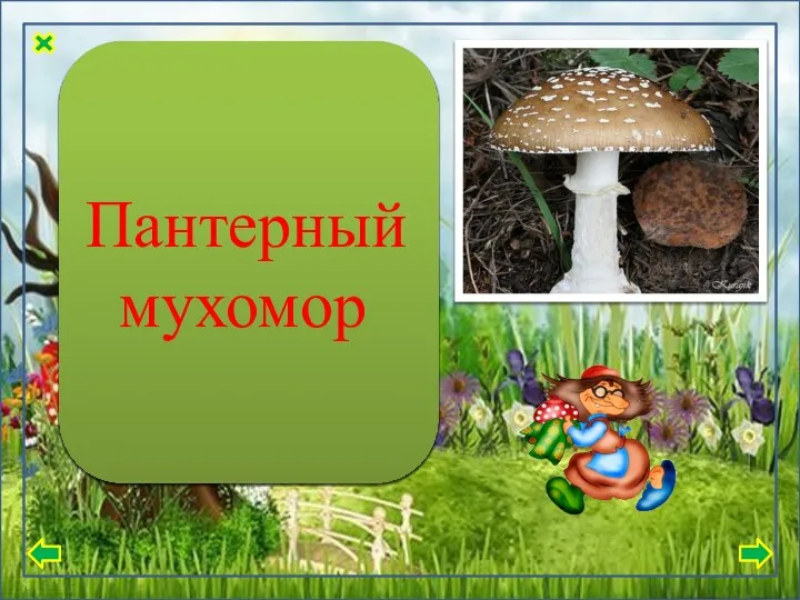 Его пластинки частые, шляпка с гладкой поверхностью оливково – коричневого цвета,