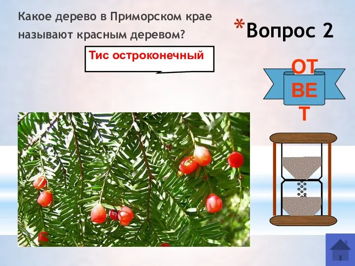 Вопрос 2 Какое дерево в Приморском крае называют красным деревом? ОТВЕТ Тис остроконечный