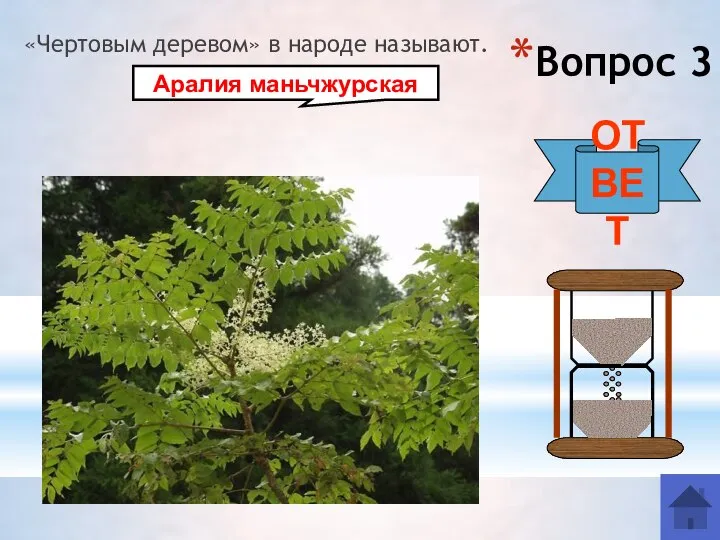 Вопрос 3 «Чертовым деревом» в народе называют. ОТВЕТ Аралия маньчжурская