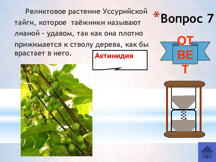 Вопрос 7 Реликтовое растение Уссурийской тайги, которое таёжники называют лианой –