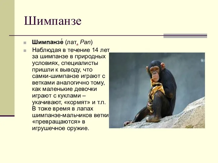 Шимпанзе Шимпанзе́ (лат. Pan) Наблюдая в течение 14 лет за шимпанзе