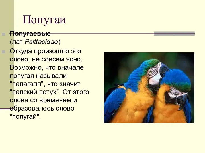 Попугаи Попугаевые (лат Psittacidae) Откуда произошло это слово, не совсем ясно.