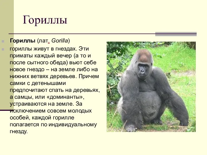 Гориллы Гориллы (лат. Gorilla) гориллы живут в гнездах. Эти приматы каждый