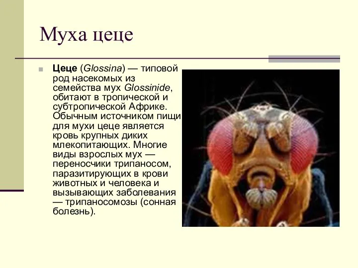 Муха цеце Цеце (Glossina) — типовой род насекомых из семейства мух