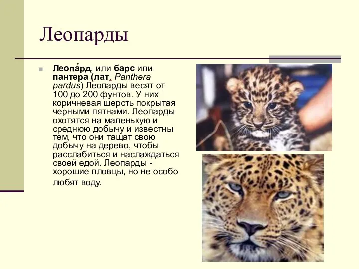 Леопарды Леопа́рд, или барс или пантера (лат. Panthera pardus) Леопарды весят