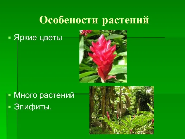 Особености растений Яркие цветы Много растений Эпифиты.