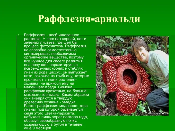 Раффлезия-арнольди Раффлезия - необыкновенное растение. У него нет корней, нет и