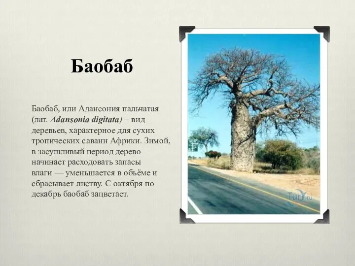 Баобаб Баобаб, или Адансония пальчатая (лат. Adansonia digitata) – вид деревьев,