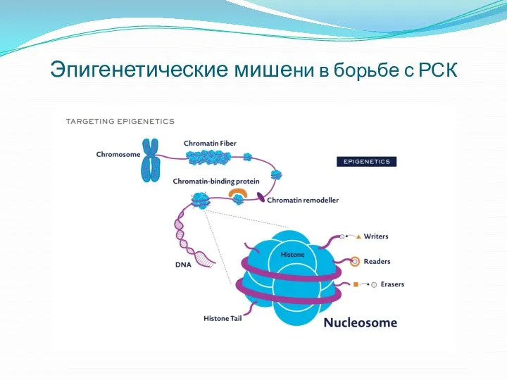 Эпигенетические мишени в борьбе с РСК