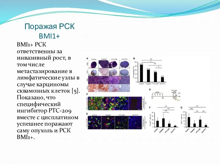 Поражая РСК BMI1+ BMI1+ РСК ответственны за инвазивный рост, в том