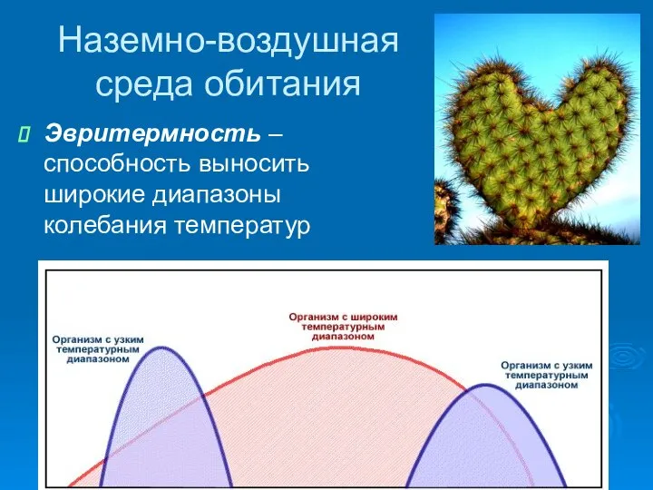 Наземно-воздушная среда обитания Эвритермность – способность выносить широкие диапазоны колебания температур