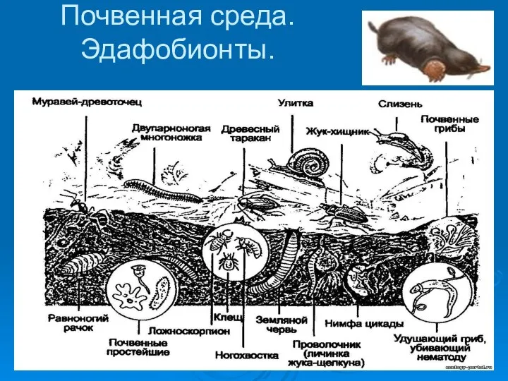 Почвенная среда. Эдафобионты.