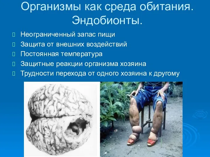 Организмы как среда обитания. Эндобионты. Неограниченный запас пищи Защита от внешних