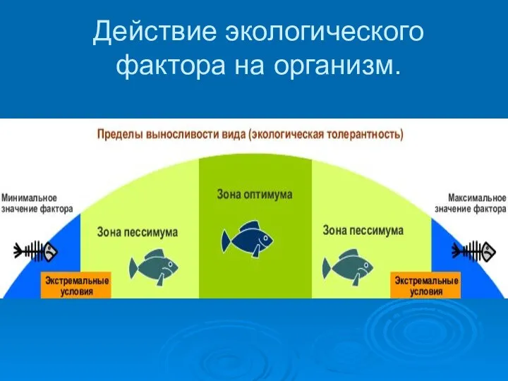 Действие экологического фактора на организм.