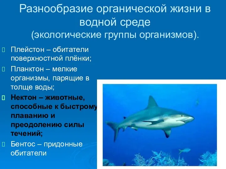 Разнообразие органической жизни в водной среде (экологические группы организмов). Плейстон –