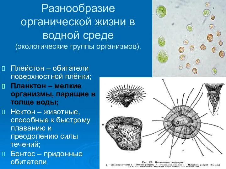 Разнообразие органической жизни в водной среде (экологические группы организмов). Плейстон –