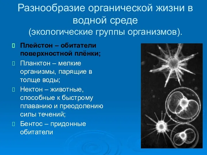 Разнообразие органической жизни в водной среде (экологические группы организмов). Плейстон –