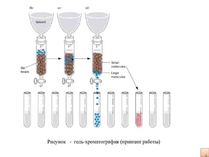 Рисунок - гель-хроматография (принцип работы)
