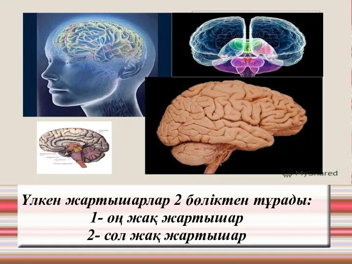 Үлкен жартышарлар 2 бөліктен тұрады: 1- оң жақ жартышар 2- сол жақ жартышар